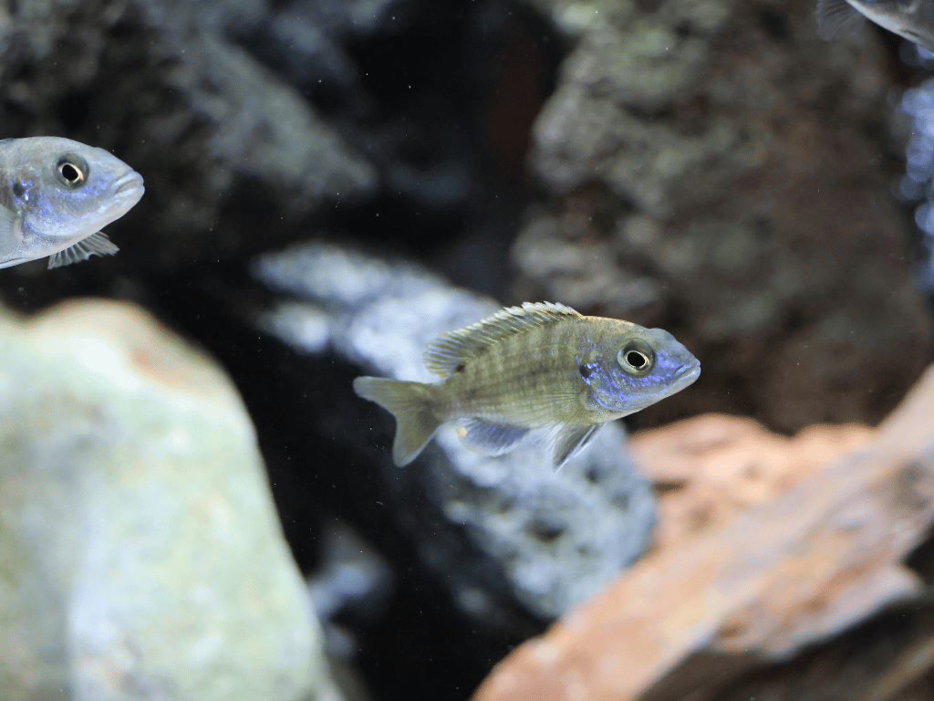 Aquarium Pflege Tipps für Süßwasser‑Becken: Expertenwissen einfach erklärt