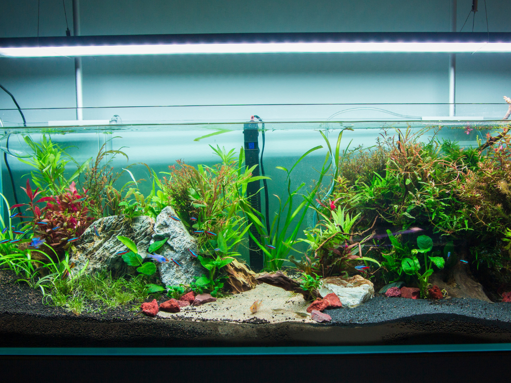 Aquaristik Online Shop: Die 10 Must‑Have Technikgeräte für Einsteiger