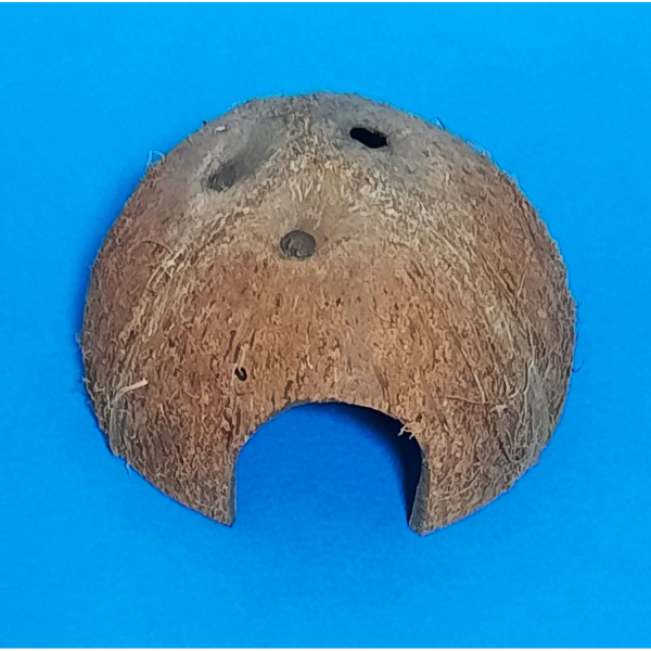 Natürliche Deko Kokosnuss Schale halb mit Eingang