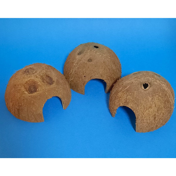 Natürliche Deko Kokosnuss Schale halb mit Eingang