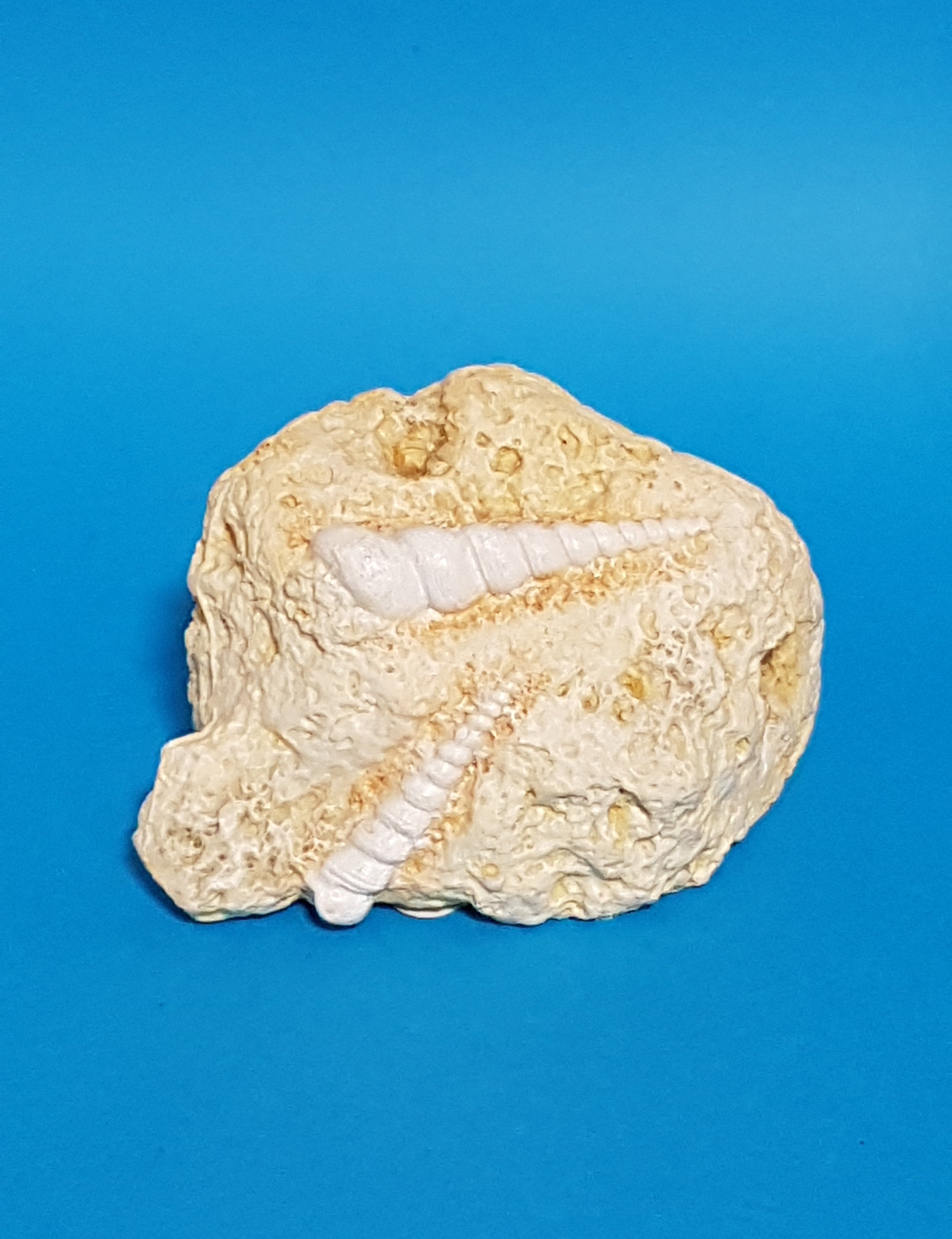 Europet Deko Riff-Stein mit Muschel