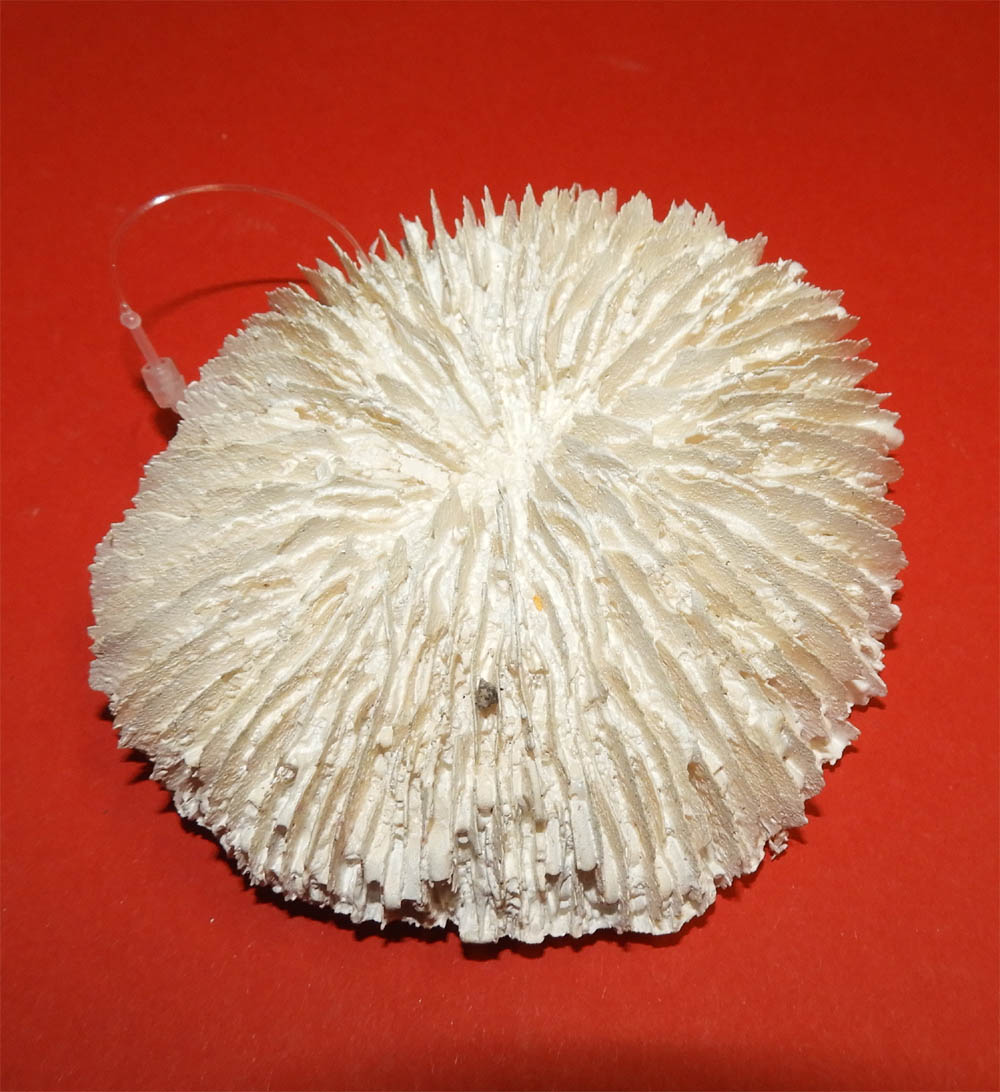 Europet Deko Koralle Filigran