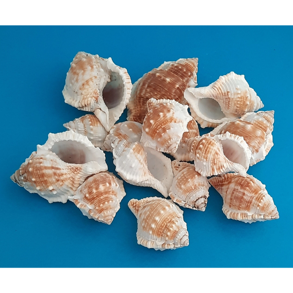 Monoplex Aquatilis Meeresschnecke Naturdeko 300g Beutel