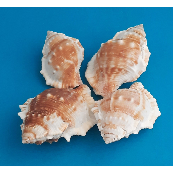 Monoplex Aquatilis Meeresschnecke Naturdeko 300g Beutel