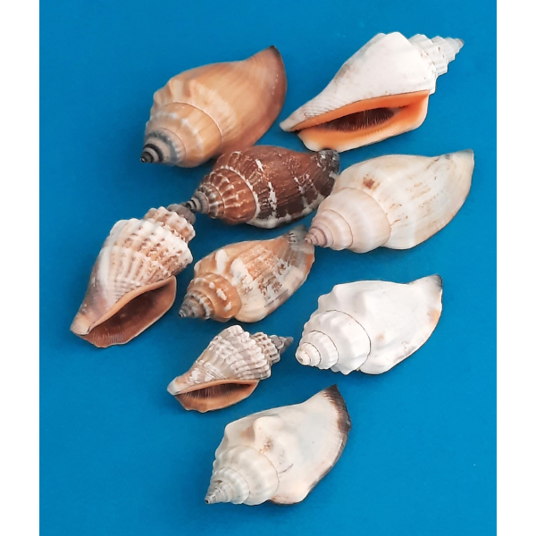 Canarium Multabile Flügelschnecke Naturdeko 300g Beutel