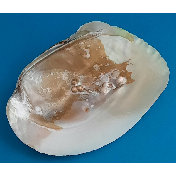 Pedum Spondyloideum Muschelschale 5 Stück Naturdeko