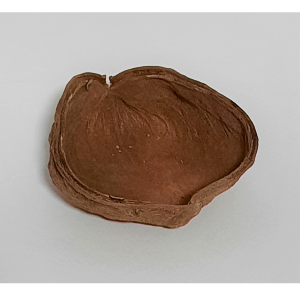 Natürliche Deko-Schote 6-8cm