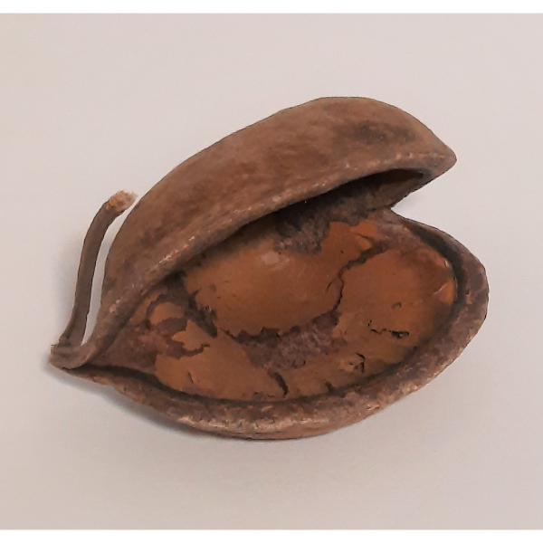 Natürliche Deko-Muschel-Nuss 8-15cm