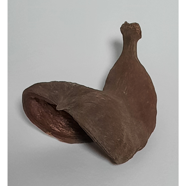 Natürliche Deko-Schote 8-12cm