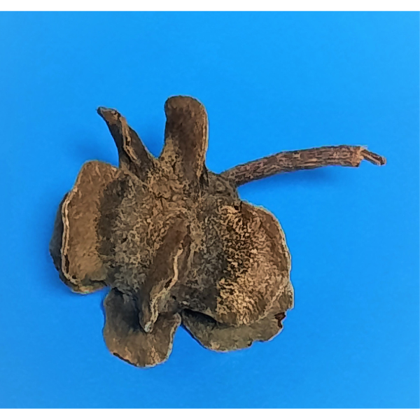 Natürlicher Deko-Zapfen 5-7cm