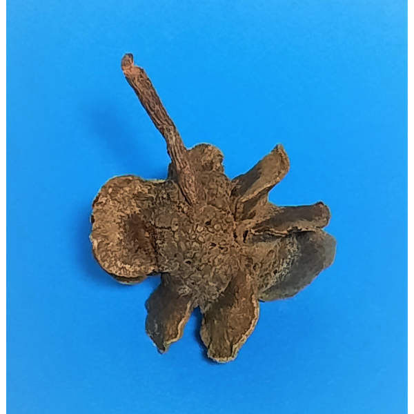 Natürlicher Deko-Zapfen 5-7cm