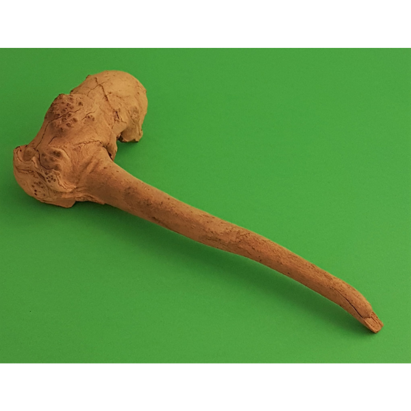 Amtra Guinea Wurzel #01