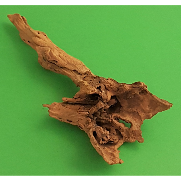 Amtra Guinea Wurzel #009