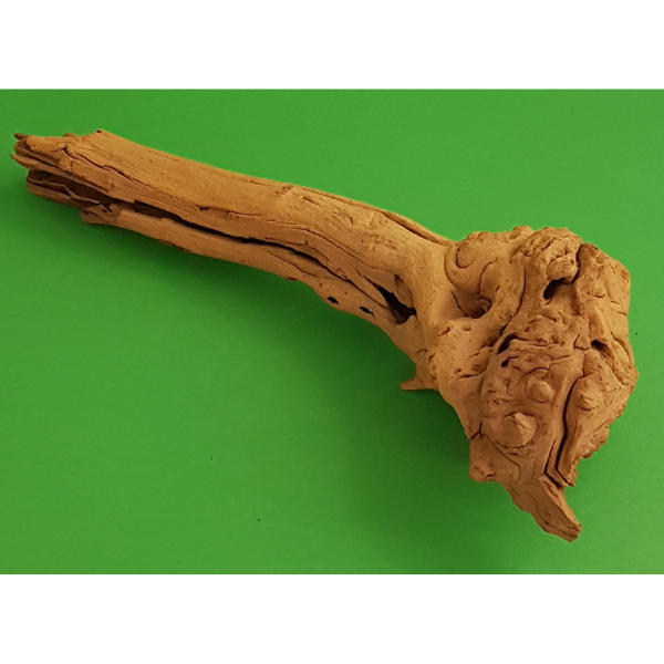 Amtra Guinea Wurzel #16