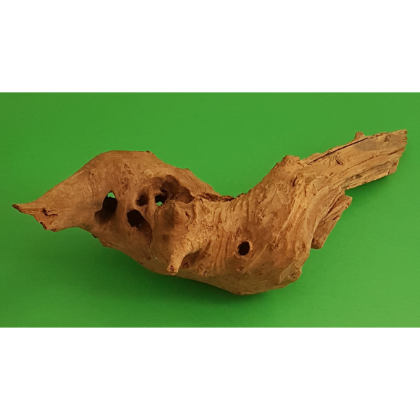 Amtra Guinea Wurzel #19