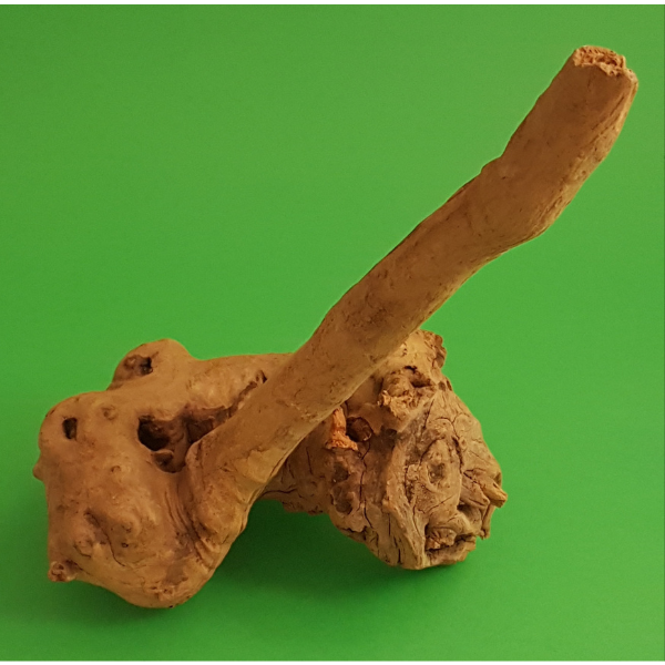 Amtra Guinea Wurzel #20