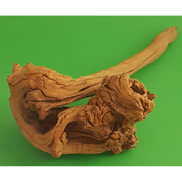 Amtra Guinea Wurzel #20