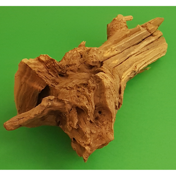 Amtra Guinea Wurzel #21