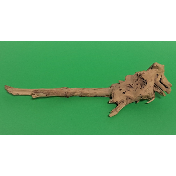 Amtra Guinea Wurzel #26