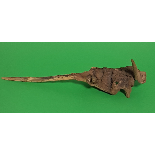 Amtra Guinea Wurzel #27