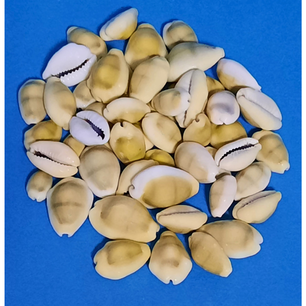 Cypraeidae Kauri Muscheln 80g Beutel, Dekoration für Aquarium und Zuhause