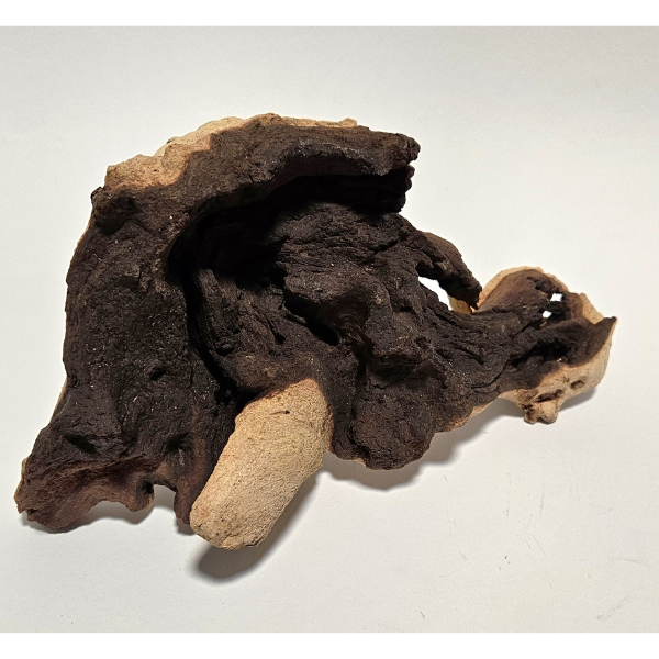 Aquadeco Mopani Wurzel S 2-farbig #107