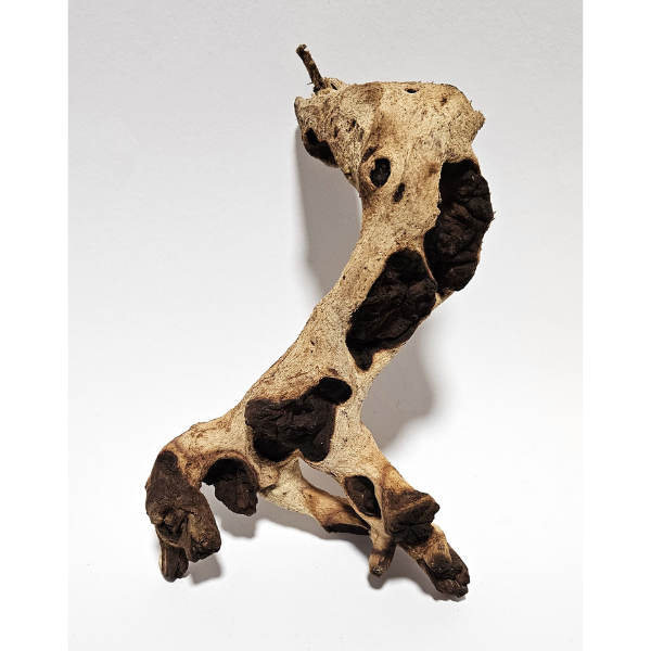 Aquadeco Mopani Wurzel S 2-farbig #116