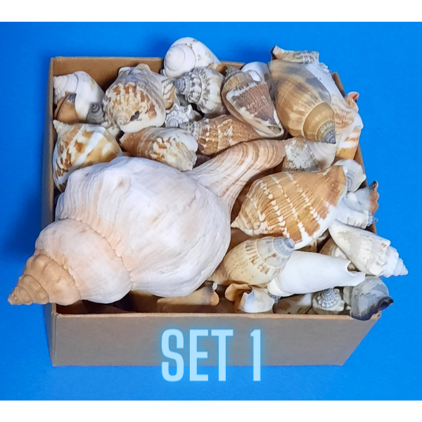 Echte Deko Meeresschnecken, Muscheln in der Box Verschiedene Sets