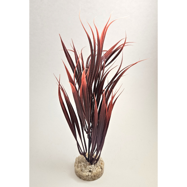 Sydeco Sword Plant 25cm