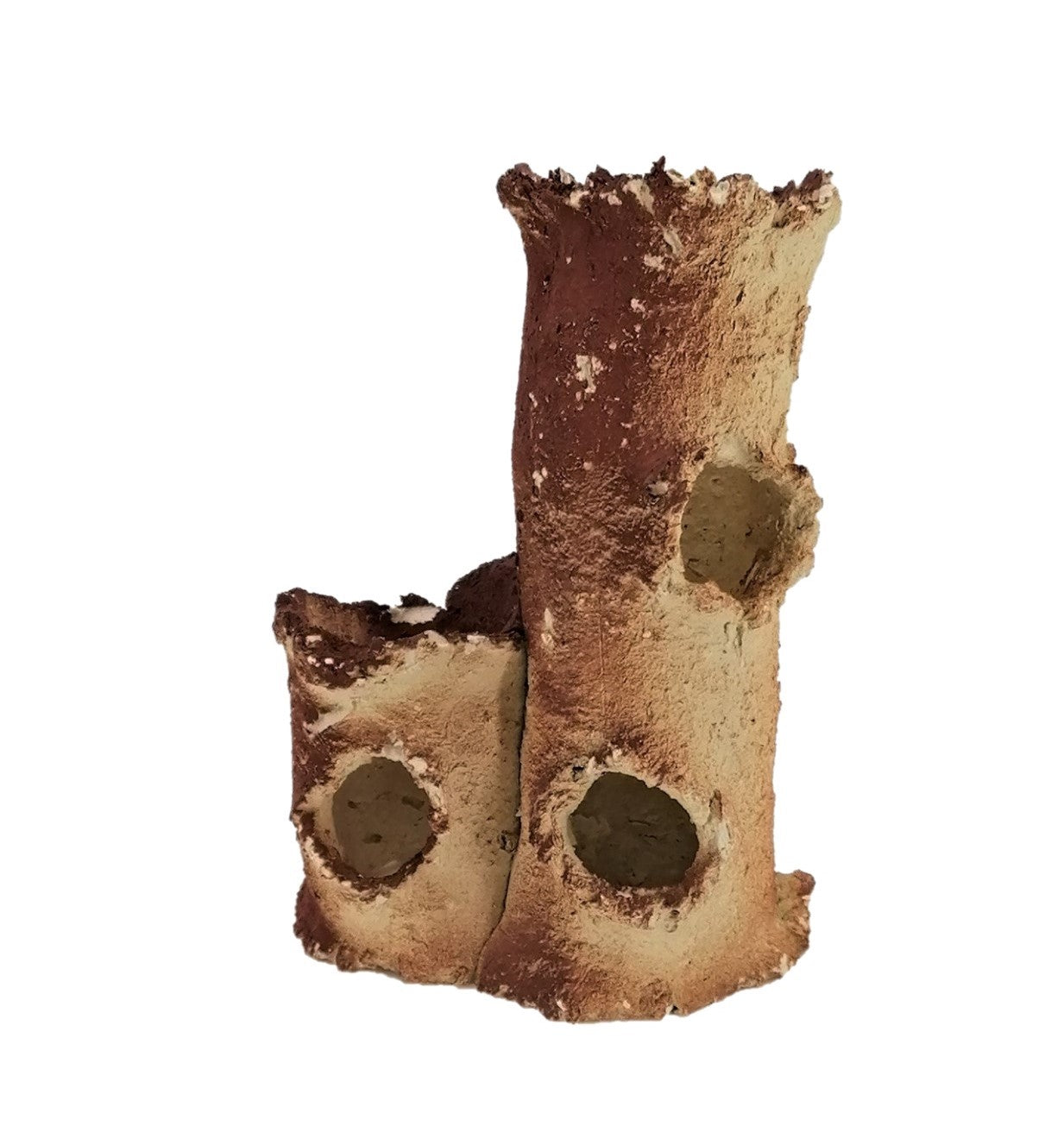 Aquaroche Doppel-Stamm