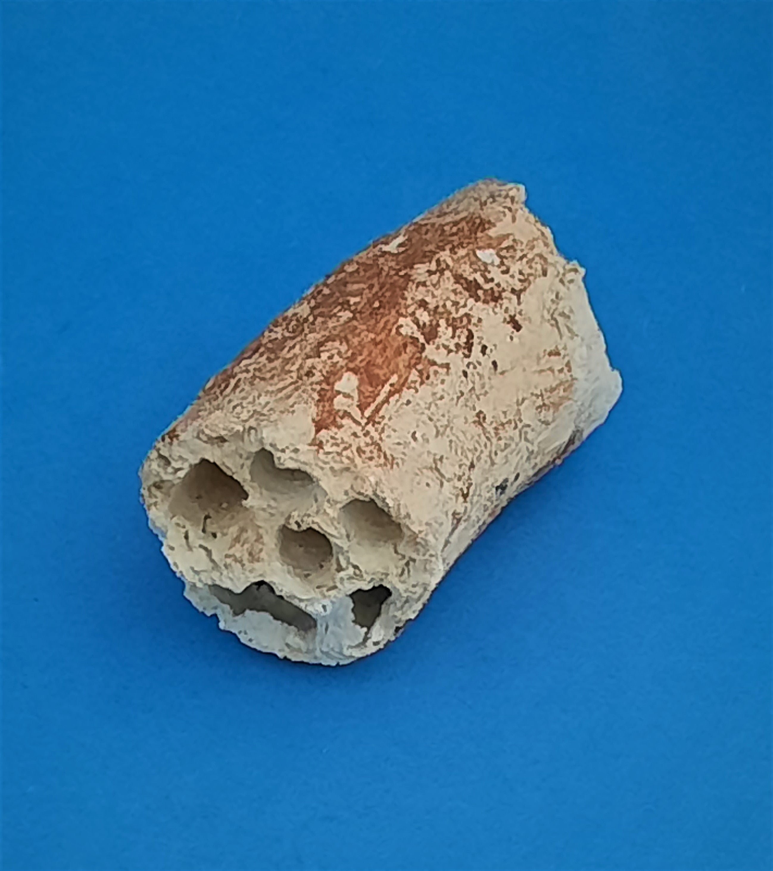 Aquaroche Mehrfach Loch-Röhre für Garnelen