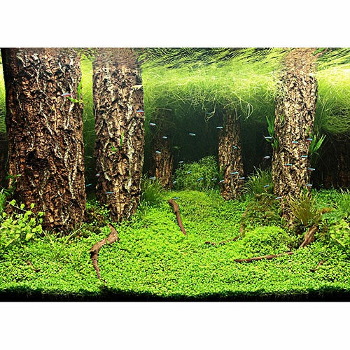 Hobby Aquarium Fotorückwand 31028 H=60cm
