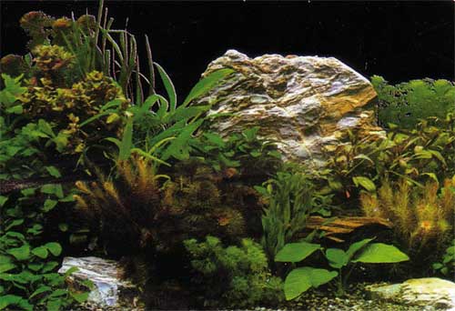 Hobby Aquarium Fotorückwand 31124 H=60cm