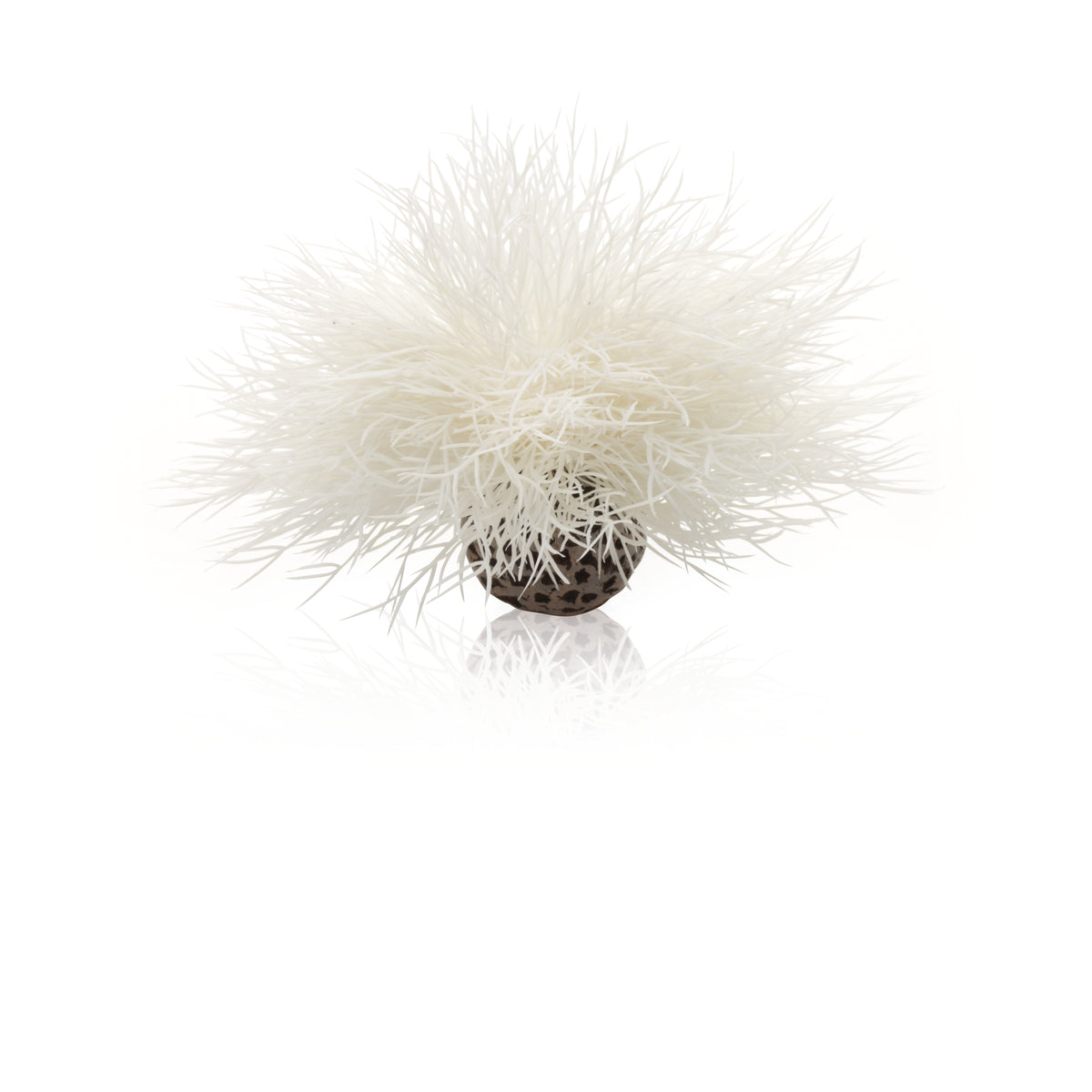 biOrb Seelilie weiß