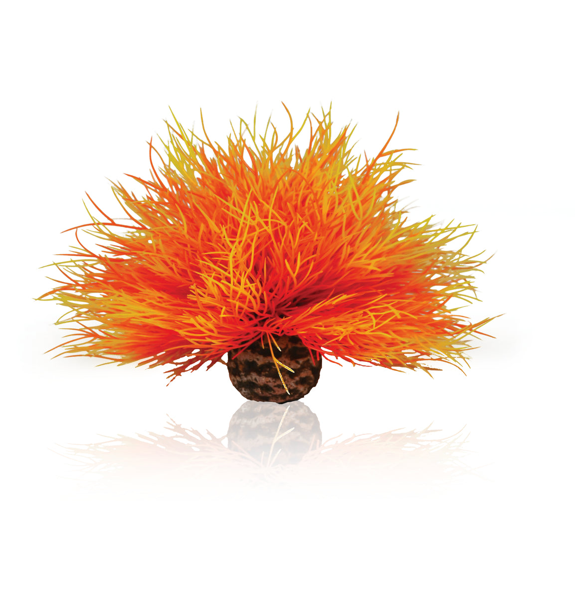 biOrb Seelilie feuer