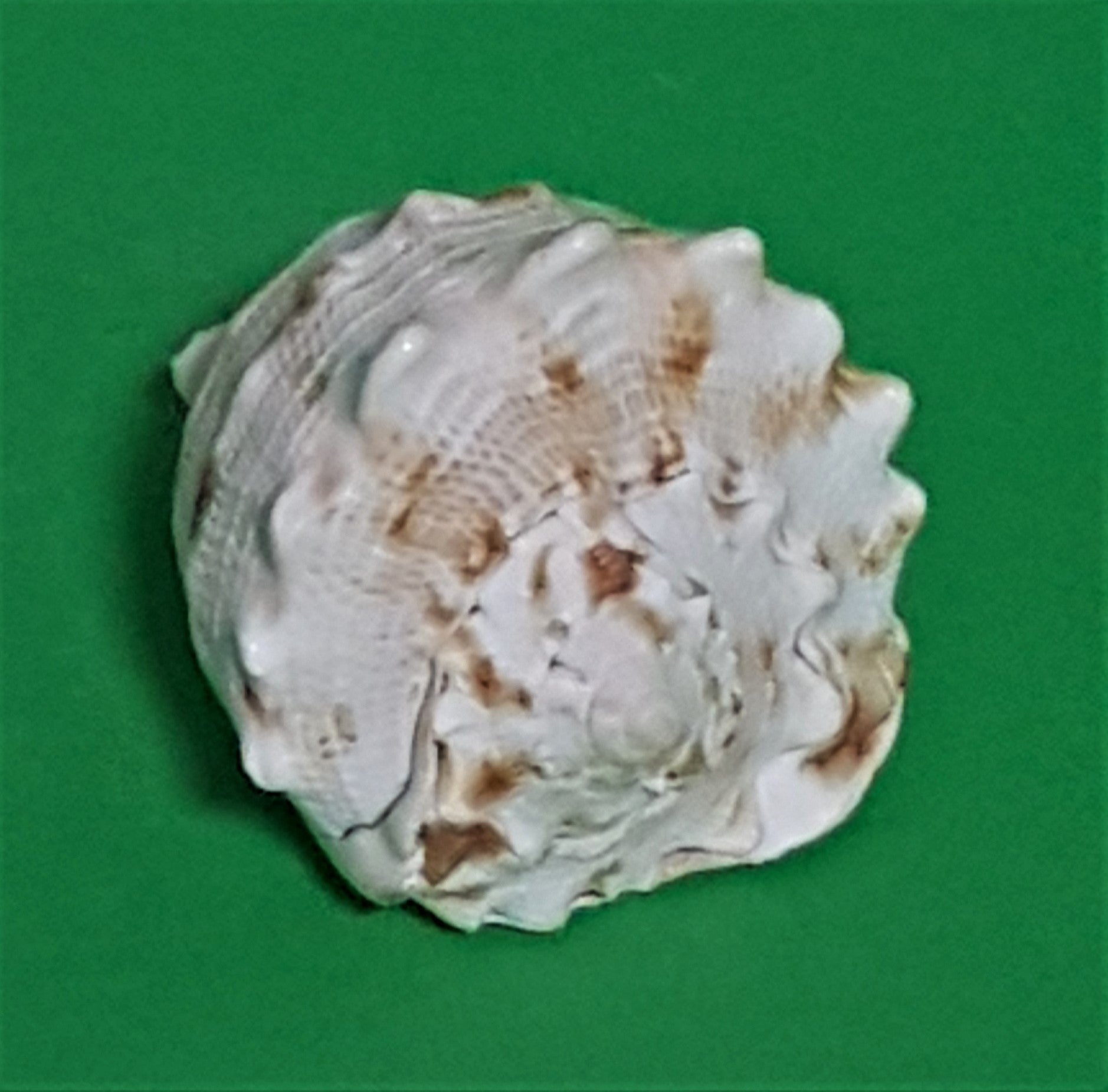 Cassis Cornuta 6cm