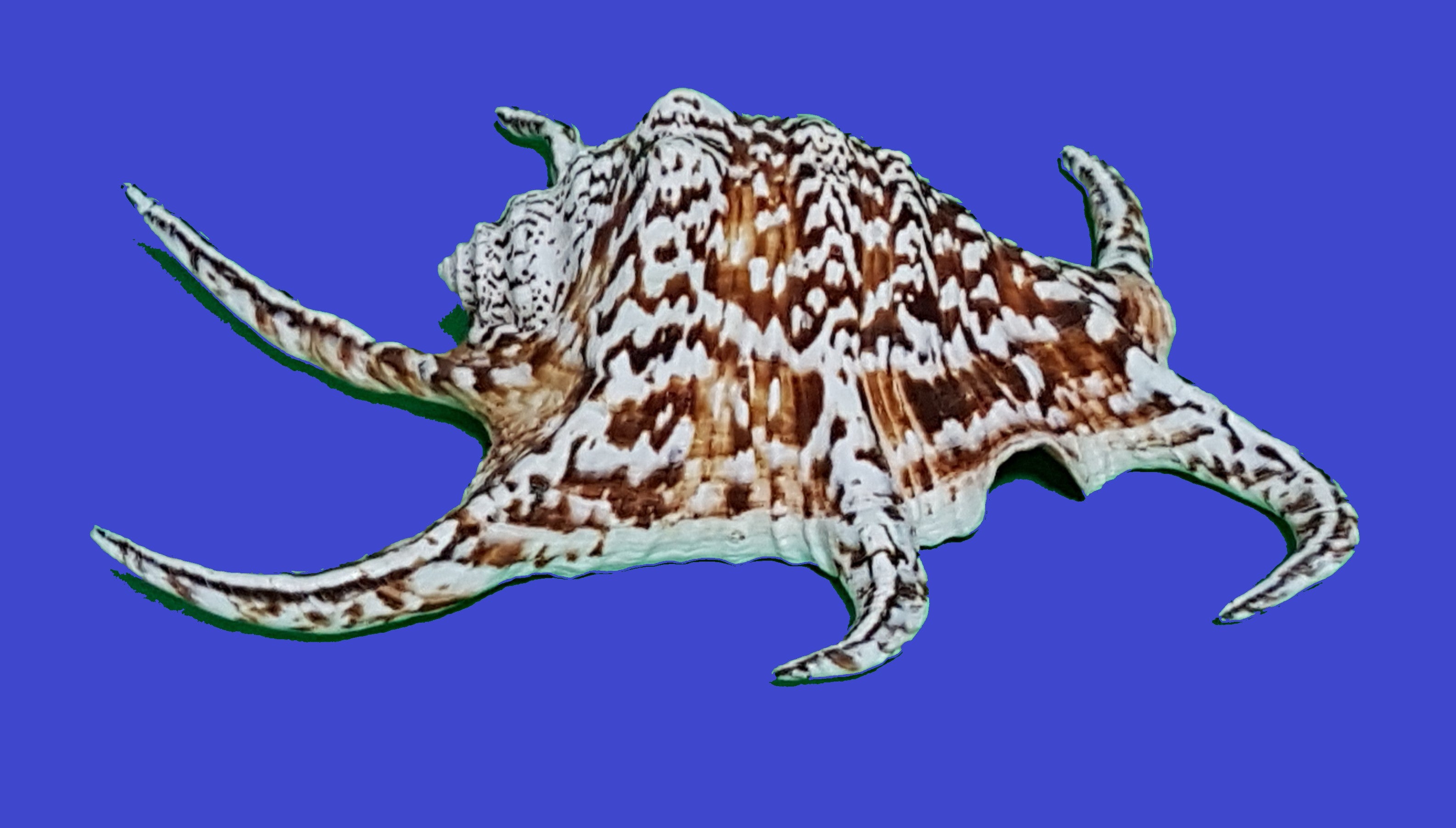 Lambis Chiragra 18-22cm