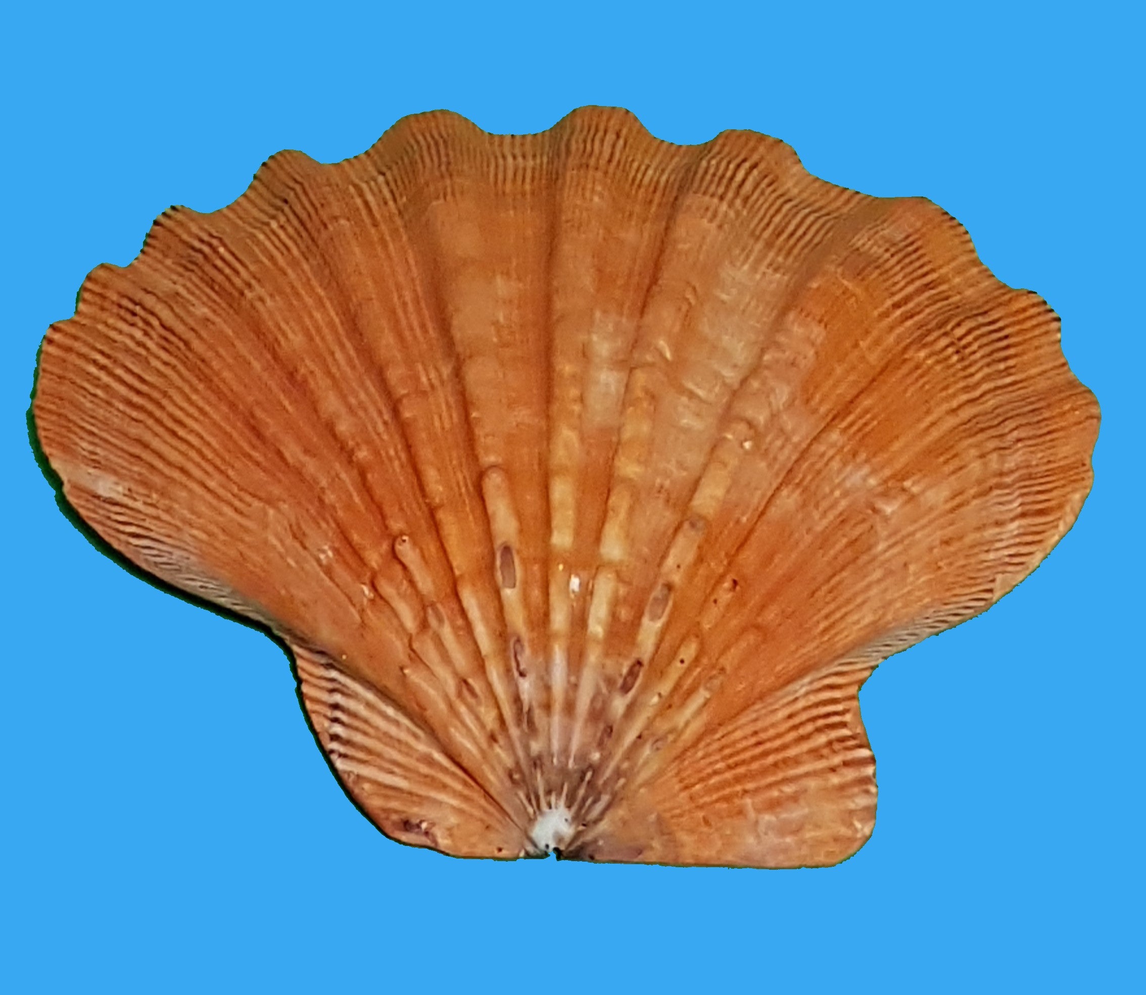 Lion Paw 13-15cm
