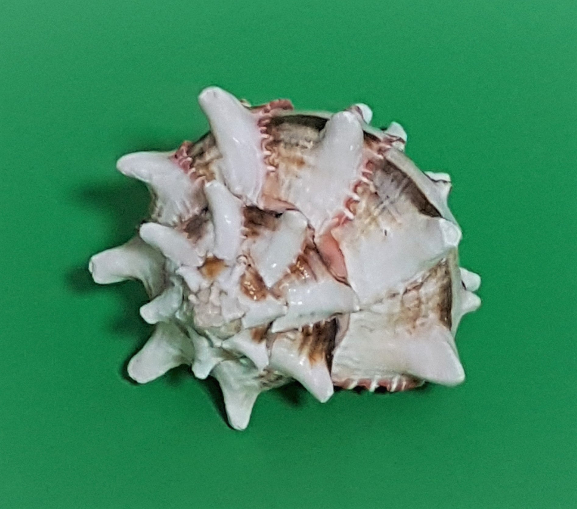 Murex Brassica 10-12cm