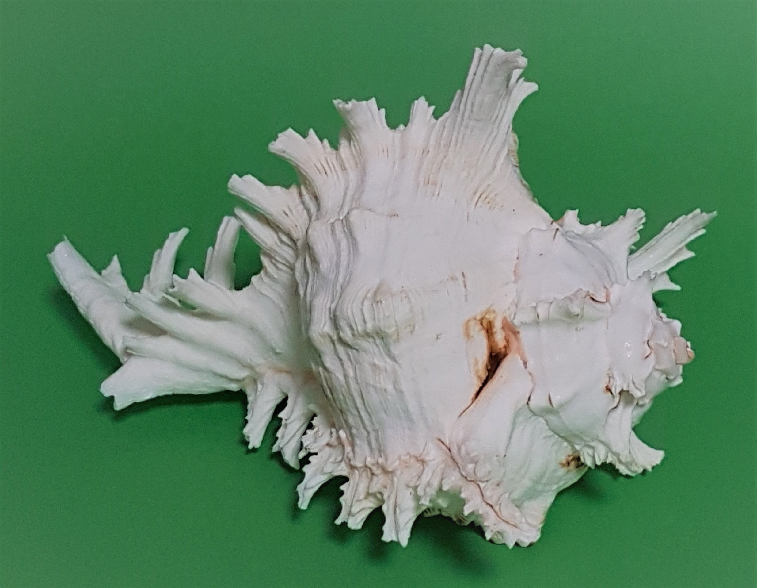 Murex Ramosus hell 18-21cm