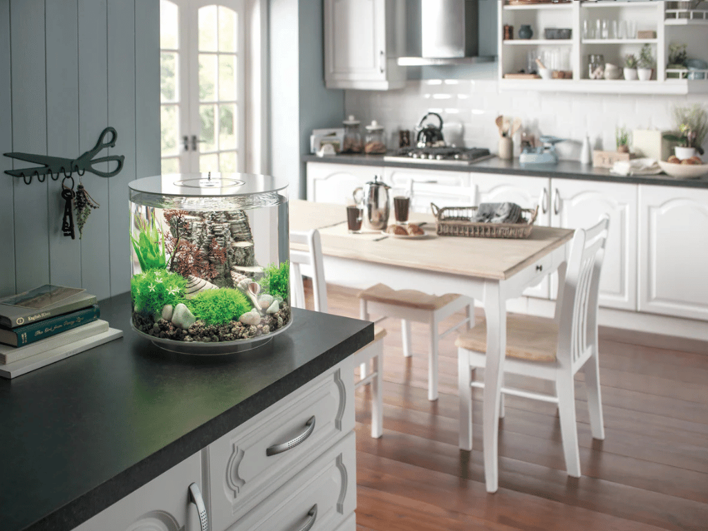 Oase Biorb Aquarium kaufen: Ultimativer Leitfaden für dein Traumsystem