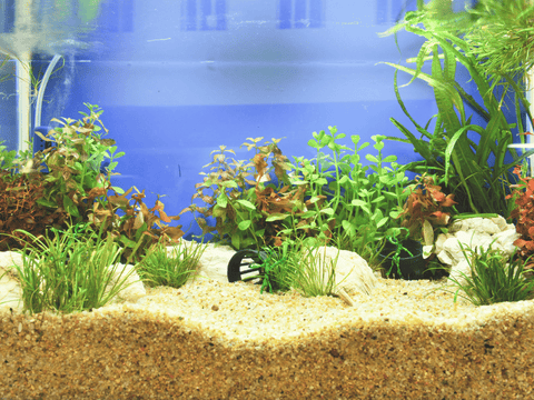 Aquarium Zubehör online kaufen: Der komplette Einkaufsratgeber 2026