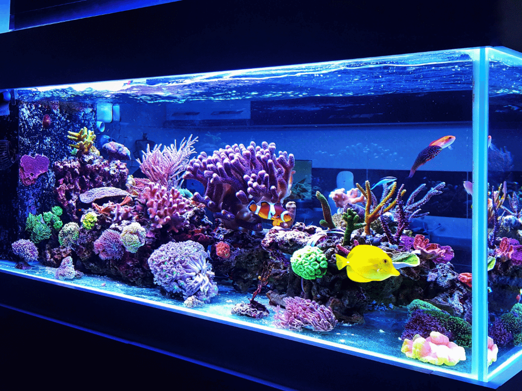 Aquarium Beleuchtung LED online kaufen: So setzt du mit LED-Rückwand-Backlight perfekte Akzente