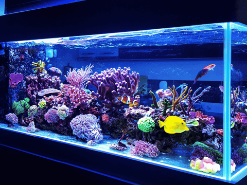 Aquarium Beleuchtung LED online kaufen: So setzt du mit LED-Rückwand-Backlight perfekte Akzente
