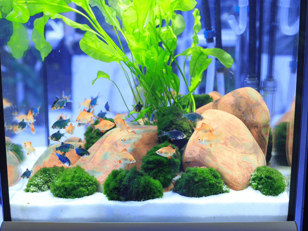 Aquarium für Anfänger: In 5 Schritten zum pflegeleichten Traum-Aquarium