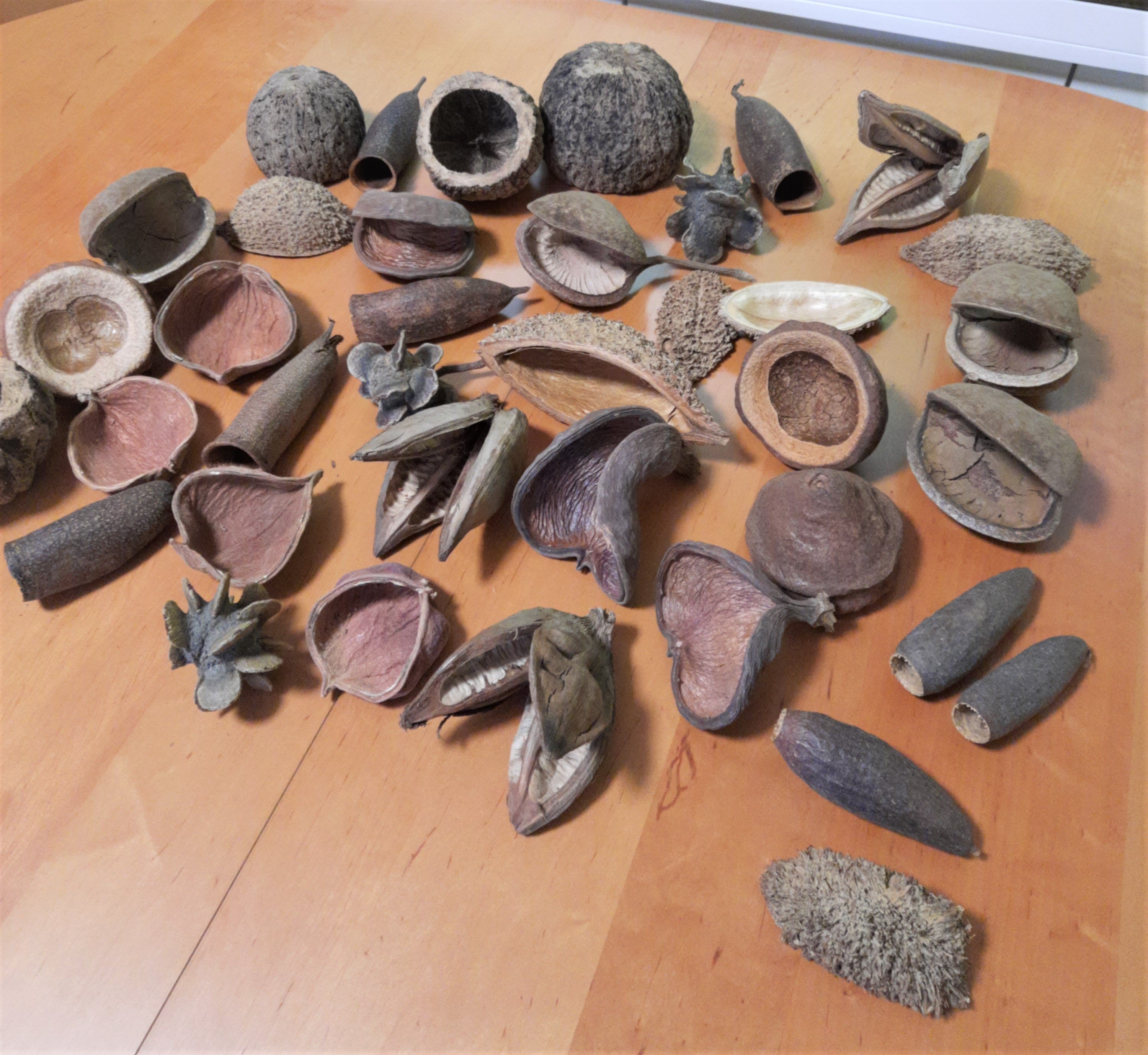 Natürliche Deko Schalen, Schoten, Hüllen, Hülsen