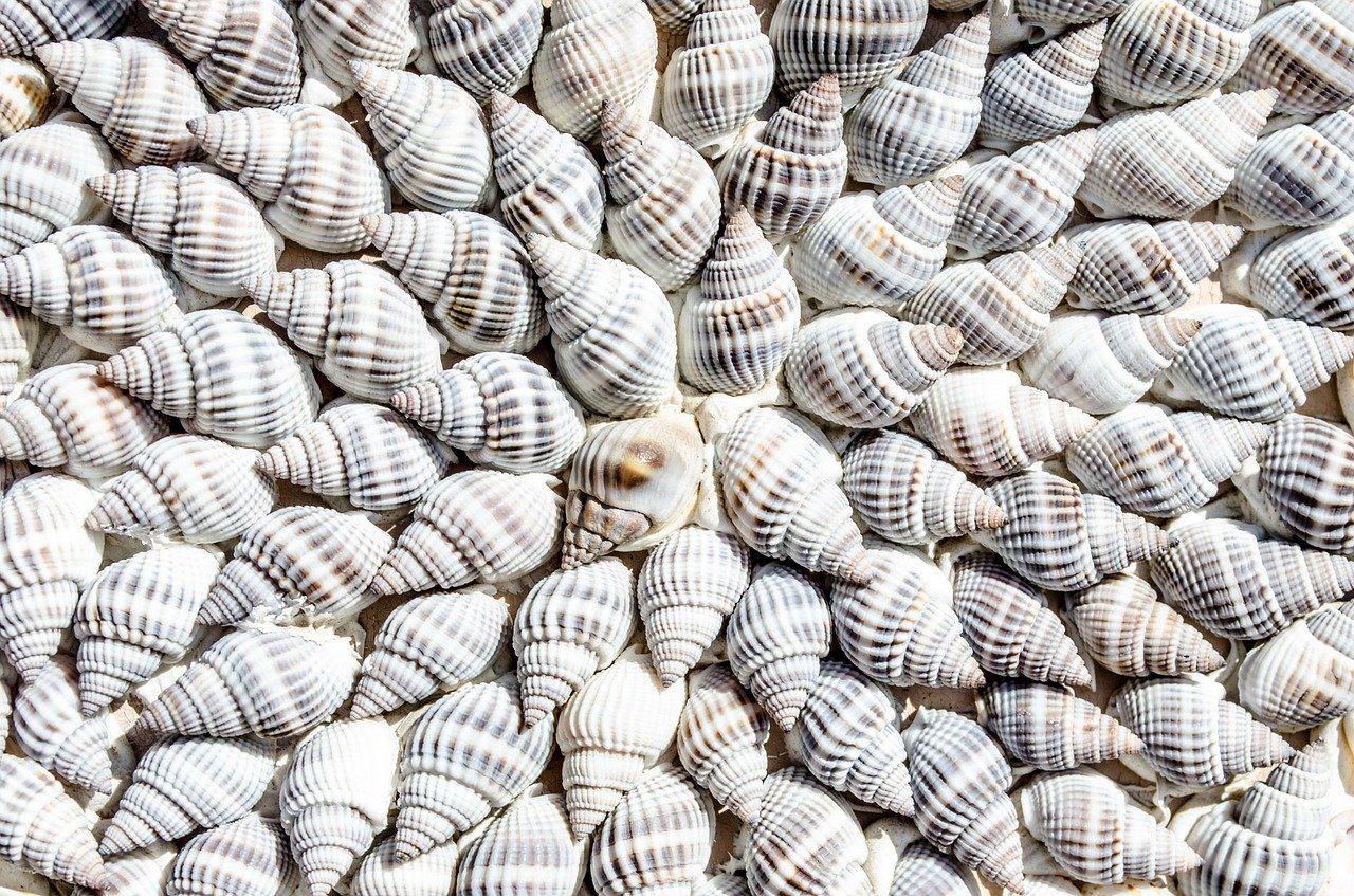 Echte Muscheln und Schnecken Gehäuse