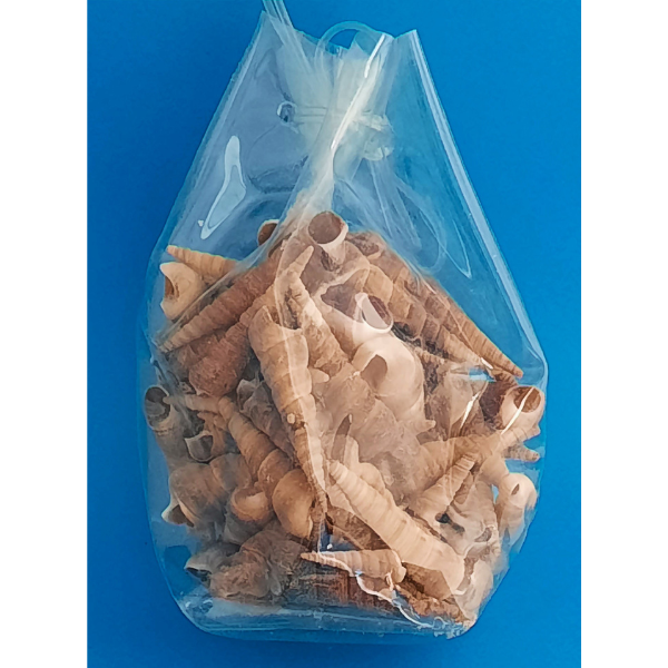 Turritella Terebra Turmschnecke Naturdeko 300g Beutel