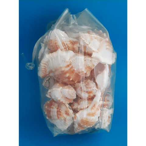 Monoplex Aquatilis Meeresschnecke Naturdeko 300g Beutel