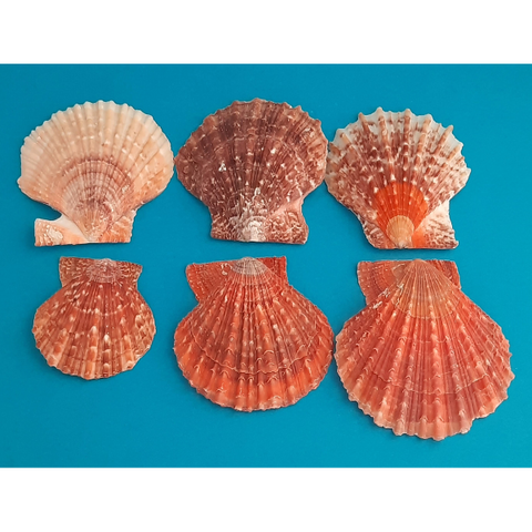 Pectinidae Kamm-Muschel rot-braun Naturdeko 200g Beutel